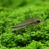 Pygmé Corydoras - Corydoras Pygmaeus