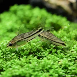 Zwergpanzerwels - Corydoras Pygmaeus