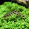 Corydoras Pygmé - Corydoras Pygmaeus