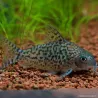 Corydoras Réseau - Corydoras Sodalis