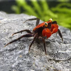 Vampirkrabbe Rot - Geosesarma Hagen