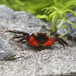 Granchio Del Vampiro Del Diavolo Rosso - Geosesarma Hagen
