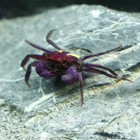 Crabe Vampire Halloween - Geosesarma Quadratus