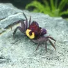 Crabe Vampire Halloween - Geosesarma Quadratus