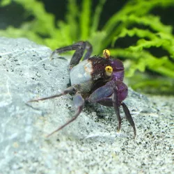 Vampirkrabbe Lila - Geosesarma Bogorensis
