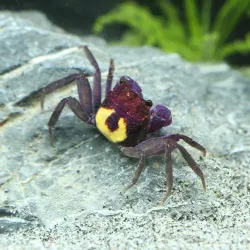 Granchio Di Vampiro Viola Giallo - Geosesarma Dennerle
