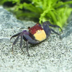 Granchio Di Vampiro Viola Giallo - Geosesarma Dennerle