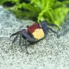 Crabe Vampire Violet Jaune - Geosesarma Dennerle