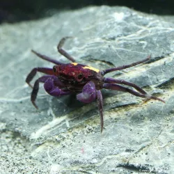 Crabe Vampire Violet Jaune - Geosesarma Dennerle
