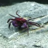 Vampirkrabbe Lila Gelb - Geosesarma Dennerle