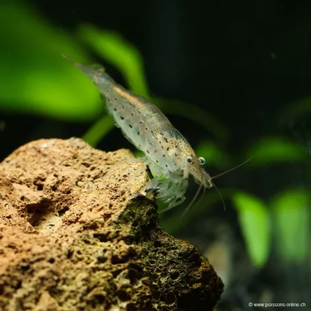 Crevette À Éventails - Atyoida Pilipes