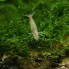 Crevette À Éventails - Atyoida Pilipes