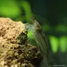 Crevette À Éventails - Atyoida Pilipes