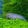Crevette Bleue Du Gabon - Atya Gabonensis
