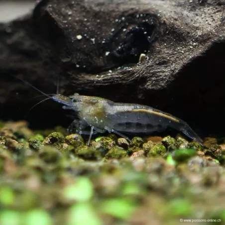 Crevette Mangeuse D'Algue - Neocaridina Davidi