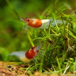 Crevette Petit Chaperon Rouge - Neocaridina Davidii
