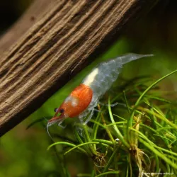 Crevette Petit Chaperon Rouge - Neocaridina Davidii