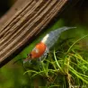 Little Red Riding Hood Garnele - Neocaridina Davidii