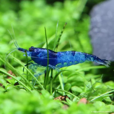 Crevette Rili Blue - Neocaridina Davidi