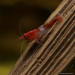 Crevette Rili Red - Neocaridina Davidi