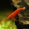 Crevette Sakura Red - Neocaridina Davidi