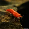 Crevette Sakura Red - Neocaridina Davidi