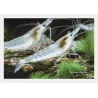 Crevette Snowball - Neocaridina Davidi