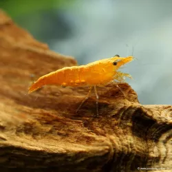 Crevette Sunkist - Neocaridina Davidi