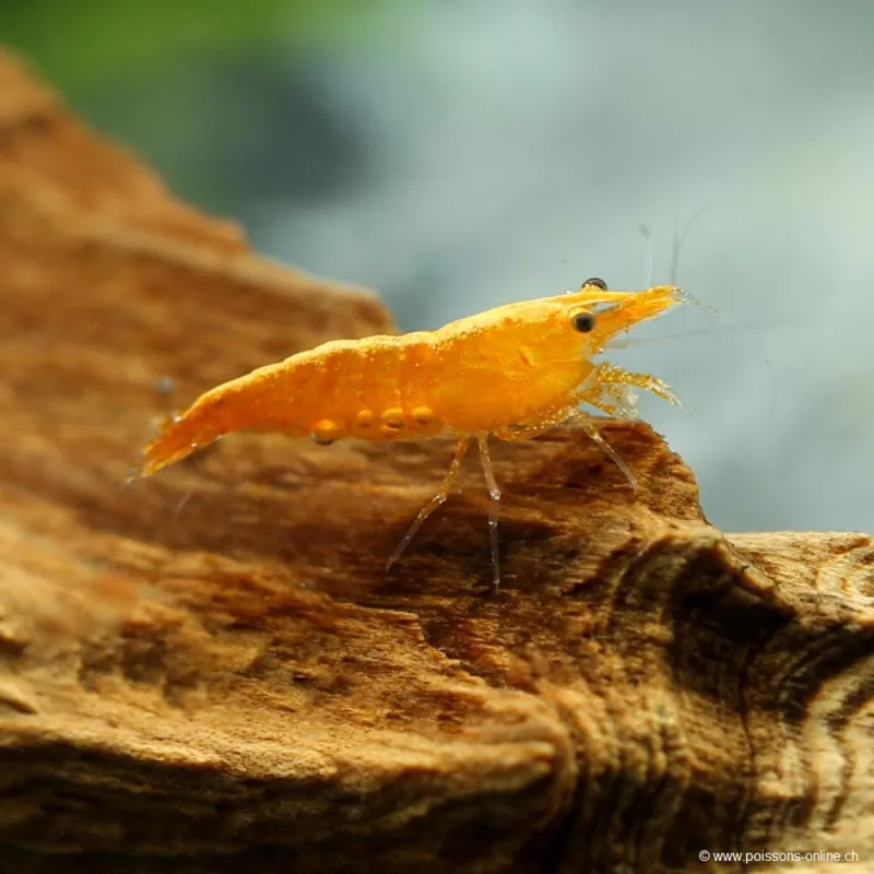 Crevette Sunkist - Neocaridina Davidi