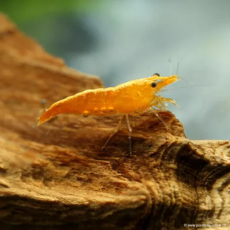 Crevette Sunkist - Neocaridina Davidi