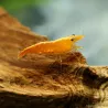 Crevette Sunkist - Neocaridina Davidi