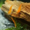 Crevette Sunkist - Neocaridina Davidi