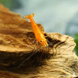 Crevette Sunkist - Neocaridina Davidi
