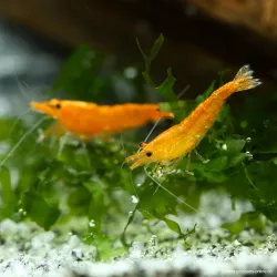Crevette Sunkist - Neocaridina Davidi