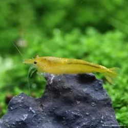 Crevette Yellow Fire - Neocaridina Davidi