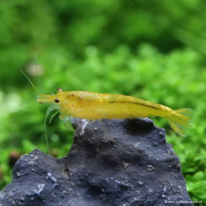 Crevette Yellow Fire - Neocaridina Davidi