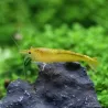 Crevette Yellow Fire - Neocaridina Davidi