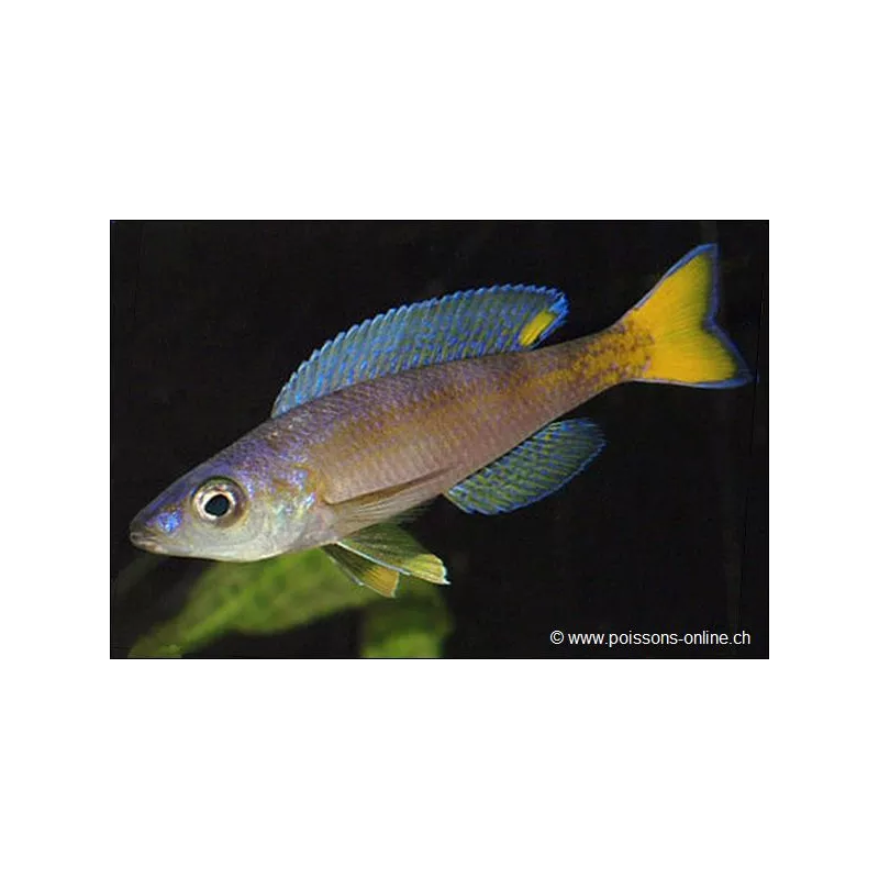 Blauer Heringscichlide - Cyprichromis Leptosoma