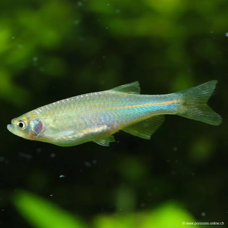 Schillerbärbling - Brachydanio Albolineatus