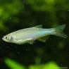 Schillerbärbling - Brachydanio Albolineatus