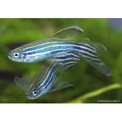 Danio Zèbré Voile - Danio Rerio Voile