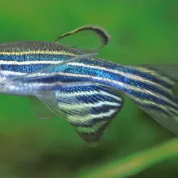 Danio Zèbré Voile - Danio Rerio Voile