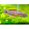 Schwanzfleck-Schläfergrundel - Tateurndina Ocellicauda