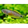 Schwanzfleck-Schläfergrundel - Tateurndina Ocellicauda