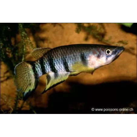 Epiplaty Rayé - Epiplatys Dageti