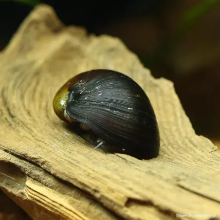 Escargot Mangeurs D'Algues - Neritina Pulligera