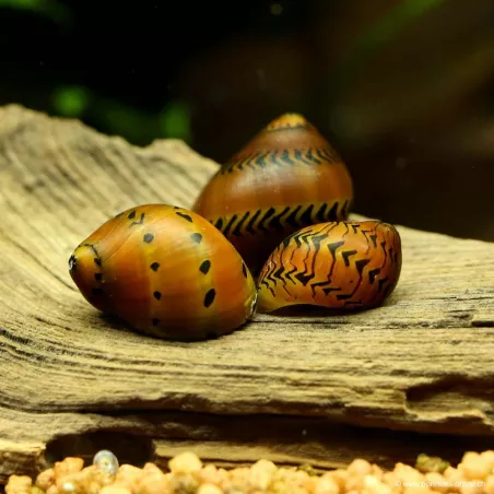 Snail-Red Onion - Neritina Semiconica