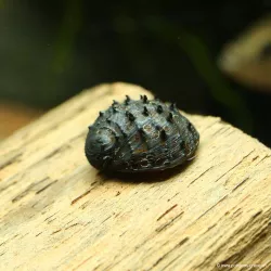 Escargot Sea Mine - Neritina Juttingae