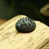 Escargot Sea Mine - Neritina Juttingae