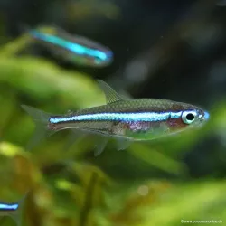 Falso Neon - Paracheirodon Simulans